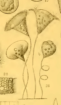 Forse Vorticella patellina